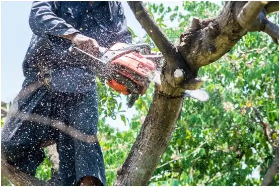 tree services Trimble